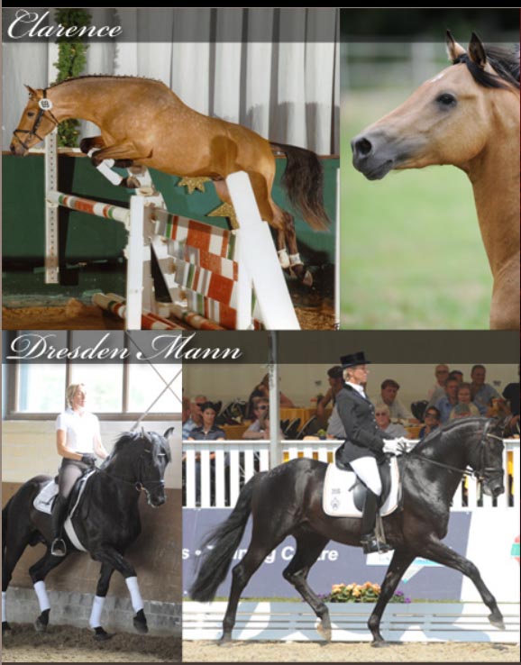 WESTCOAST WARMBLOODS